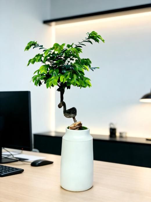 提根紫檀 商品图2