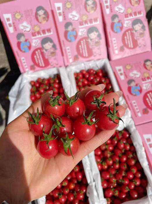 刘婆婆小甜甜千禧 小番茄 圣女果 好吃的甜番茄 商品图4