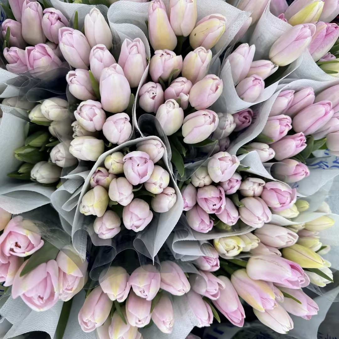 基地直营-国产郁金香-王朝粉-10支