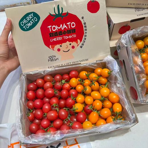 双色千禧番茄 红+黄 两种口味一起拥有 商品图0