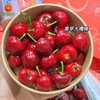【极速尝鲜】大连美早樱桃2J 约250g-500g 商品缩略图0