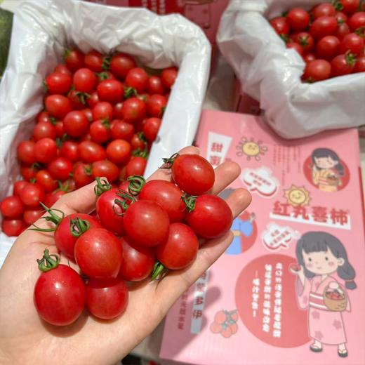 刘婆婆小甜甜千禧 小番茄 圣女果 好吃的甜番茄 商品图2