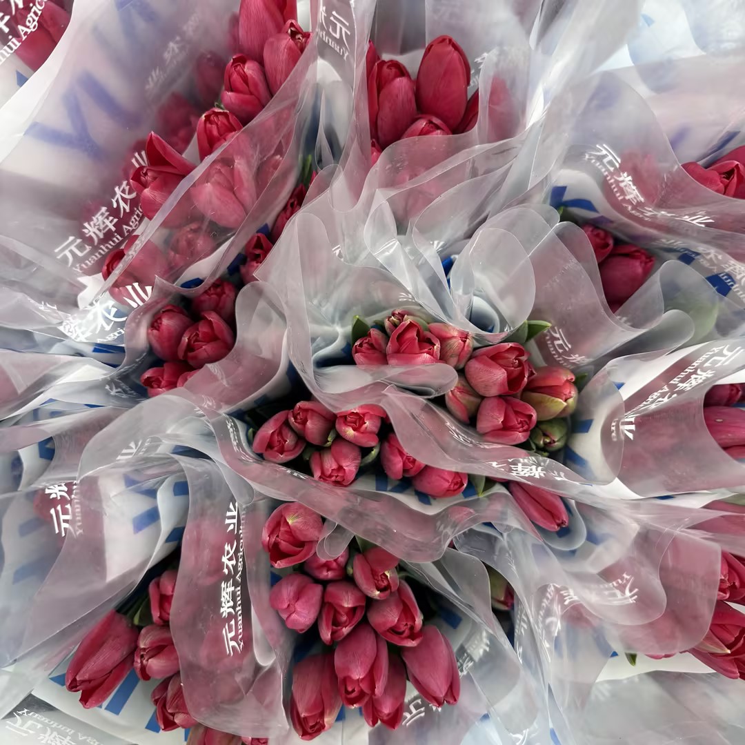 基地直营-国产郁金香-法国之光（Y农场）-10支