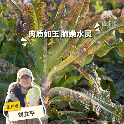 生态莴笋 | 绿家自产* Ecological lettuce | In-House Production 商品图0