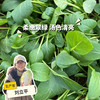 生态鸡毛菜 | 绿家自产*Ecological Baby Bok Choy | In-House Production 商品缩略图0
