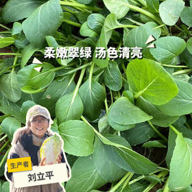 生态鸡毛菜 | 绿家自产*Ecological Baby Bok Choy | In-House Production