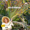 生态莴笋 | 绿家自产* ecological lettuce | Self-production 商品缩略图0