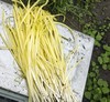 生态韭黄 | 绿家自产* Eco-Chinese chives | Self-production 商品缩略图2