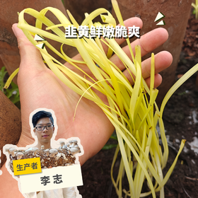 生态韭黄 | 绿家自产* Eco-Chinese chives | Self-production