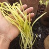 生态韭黄 | 绿家自产* Eco-Chinese chives | Self-production 商品缩略图1