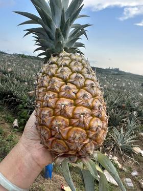 泽选凤梨-种在风化石上的凤梨