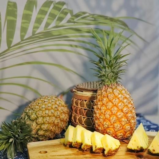 泽选凤梨-种在风化石上的凤梨 商品图3