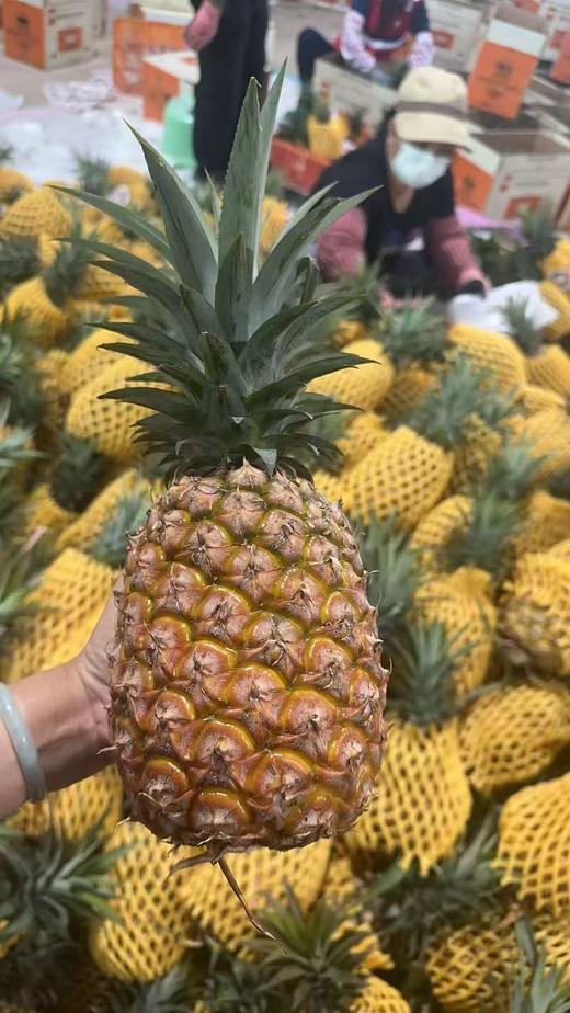 泽选凤梨-种在风化石上的凤梨 商品图2