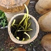 生态韭黄 | 绿家自产* Eco-Chinese chives | Self-production 商品缩略图3