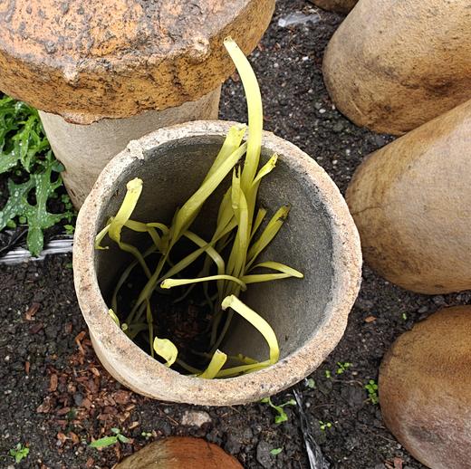 生态韭黄 | 绿家自产* Eco-Chinese chives | Self-production 商品图3