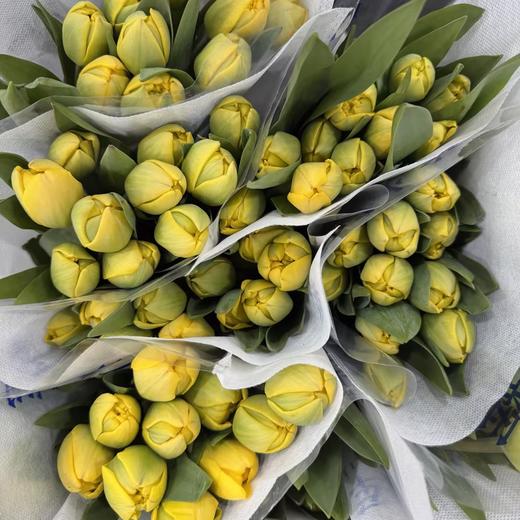 基地直营-国产郁金香-重瓣黄-10支 商品图0