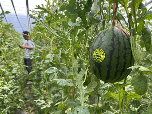 醉西子冰激凌手撕小西瓜 商品图3