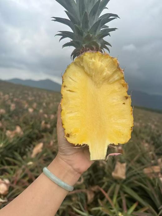 泽选凤梨-种在风化石上的凤梨 商品图1