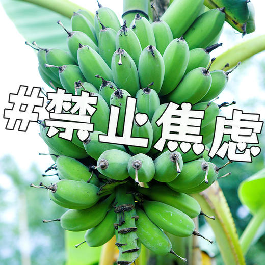 禁止蕉虑--水培香蕉 商品图3