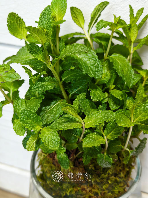 苔藓球薄荷 商品图3