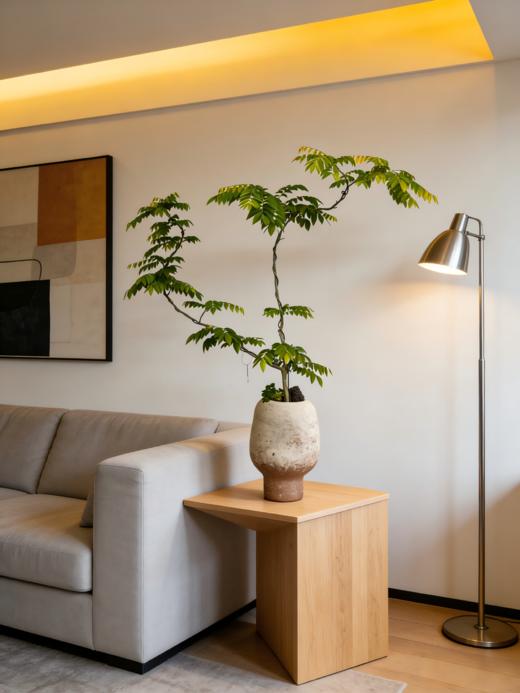 造型黄花梨 商品图0