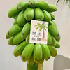 禁止蕉虑--水培香蕉 商品缩略图1