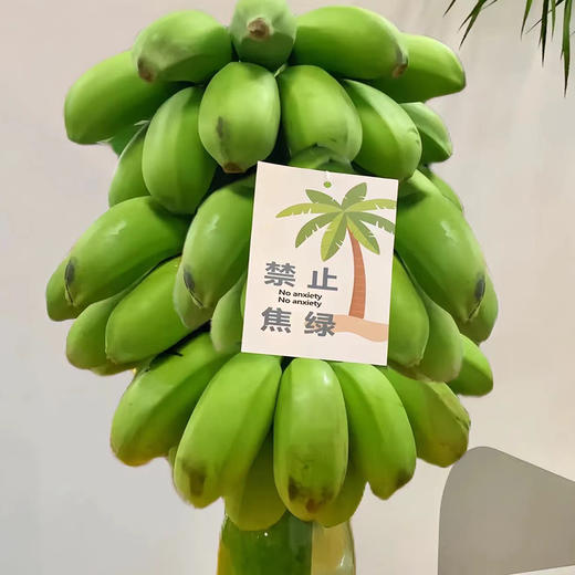 禁止蕉虑--水培香蕉 商品图1