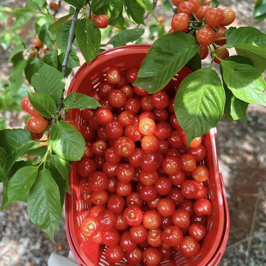 竹艺公园+樱桃采摘纯玩一日游【邻居专团】 商品图0