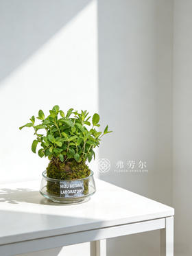 苔藓球薄荷