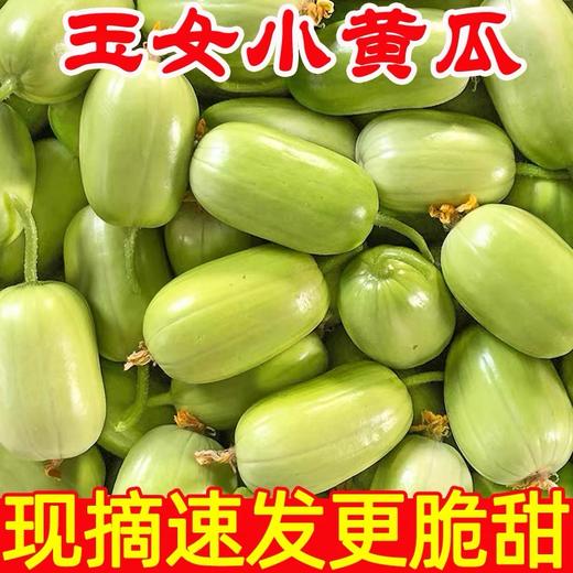 玉女小黄瓜 商品图4