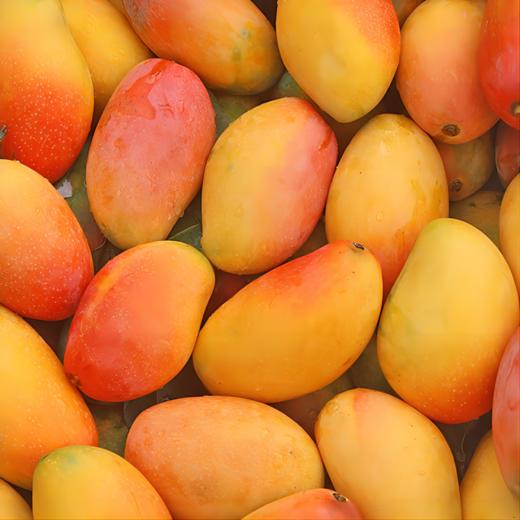 海南树上熟贵妃芒 商品图2