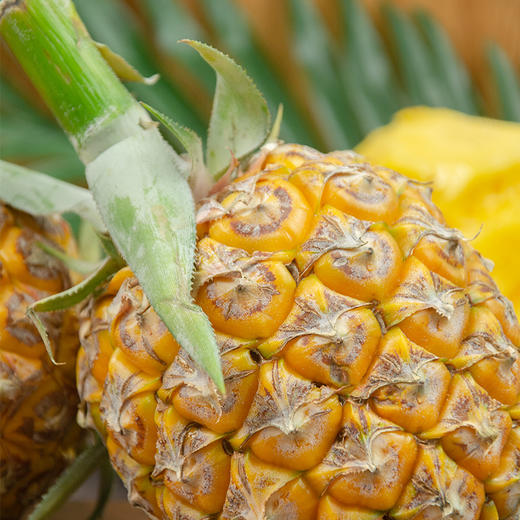 广东中山神湾菠萝 商品图4