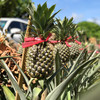 广东中山神湾菠萝 商品缩略图5