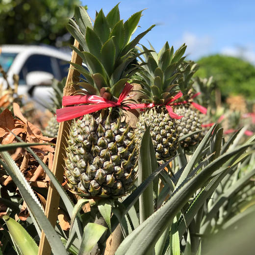 广东中山神湾菠萝 商品图5