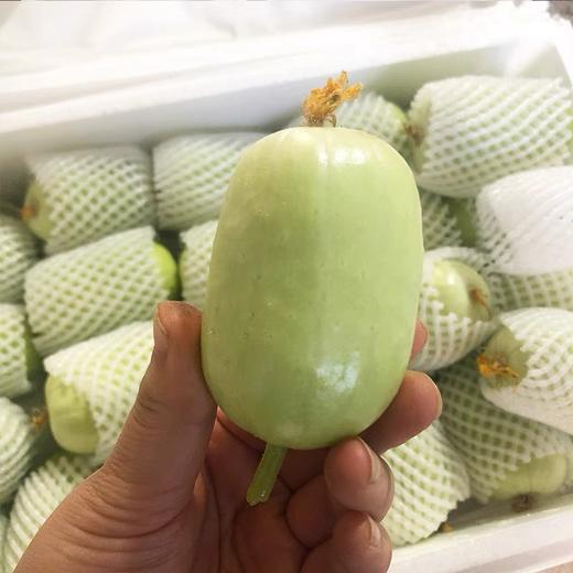 玉女小黄瓜 商品图9