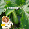 生态西葫芦 | 绿家自产* Eco-zucchini | Self-production 商品缩略图0