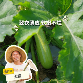 生态西葫芦 | 绿家自产* Eco-zucchini | Self-production