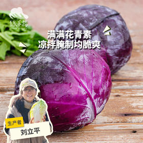 生态紫甘蓝 | 绿家自产*Ecological Cabbage | In-House Production