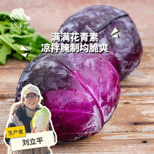 生态紫甘蓝 | 绿家自产*Ecological Cabbage | In-House Production 商品图0