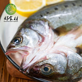 CY-三去开背海鲈鱼3条装