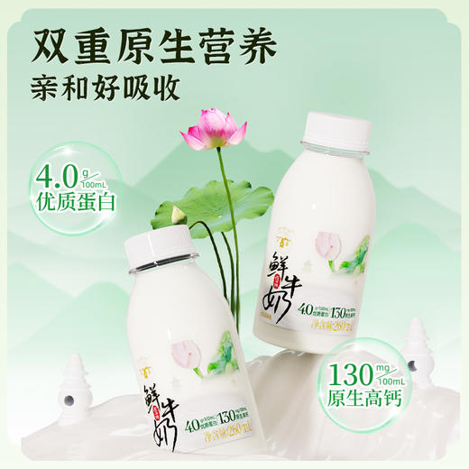 【快递直达】西湖牌高钙鲜牛奶260mL（多规格可选） 商品图1