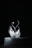 Swan · 天鹅 商品缩略图2
