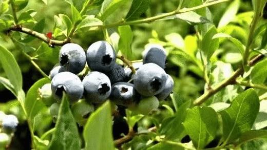 贵州非遗有机蓝莓原浆 | 100%蓝莓高浓度抗氧化 商品图4