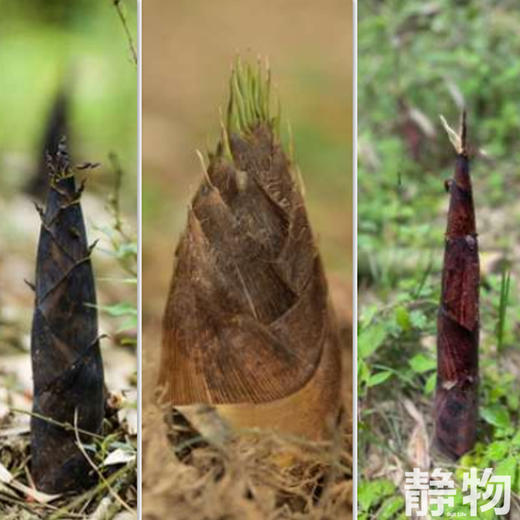 有机白玉笋尖230g｜芸岭鲜生 商品图4