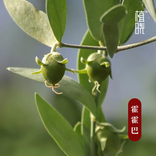 正安优选 植晓金色霍霍巴油 仿生皮脂 亲肤滋养100ml 商品图2