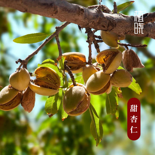 正安优选 植晓甜杏仁油 基础油 温和亲肤 滋养柔滑 100ml 商品图2