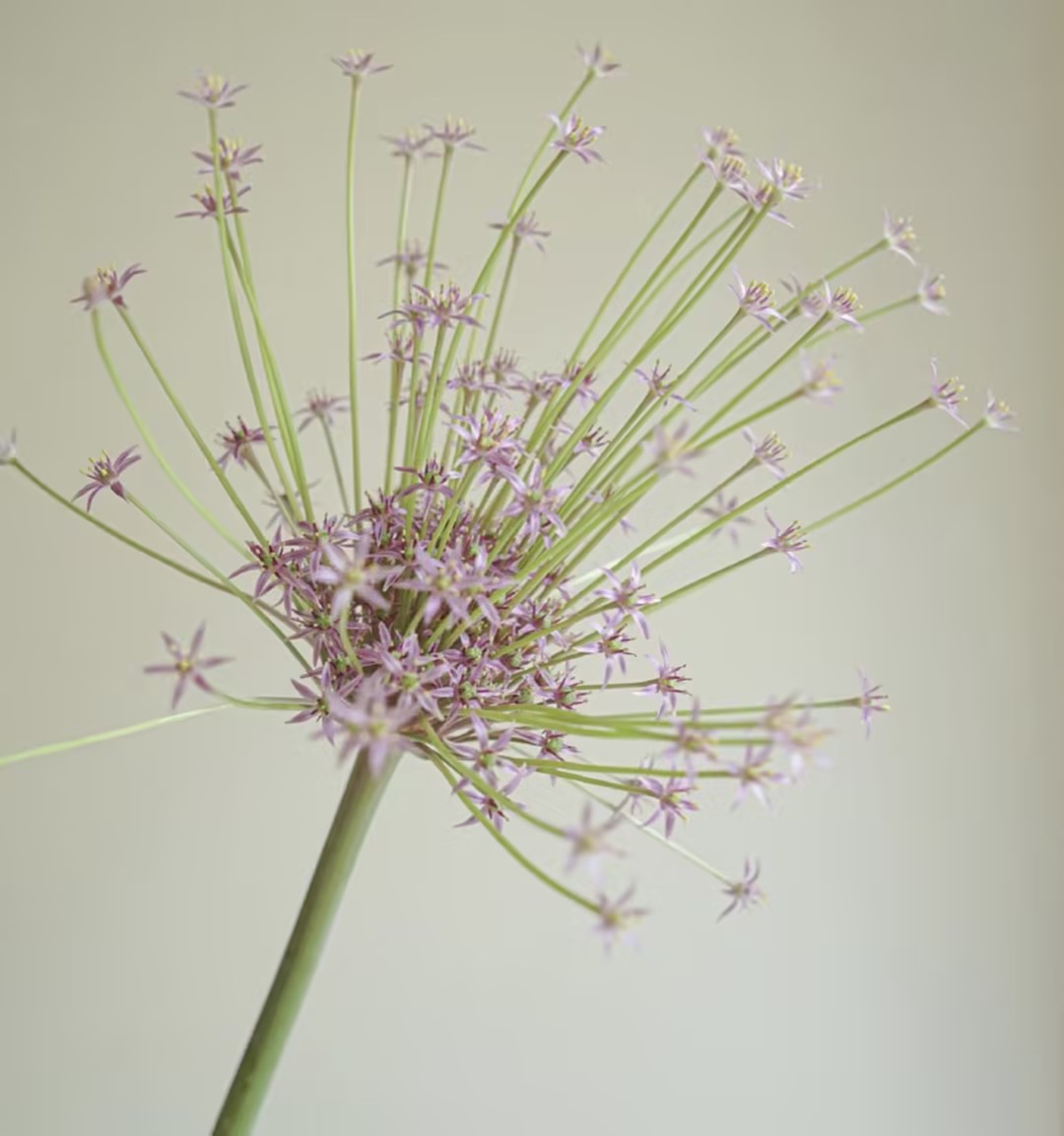 3月31日国产烟花葱-1支