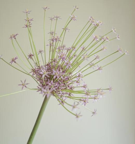 3月31日国产烟花葱-1支 商品图0