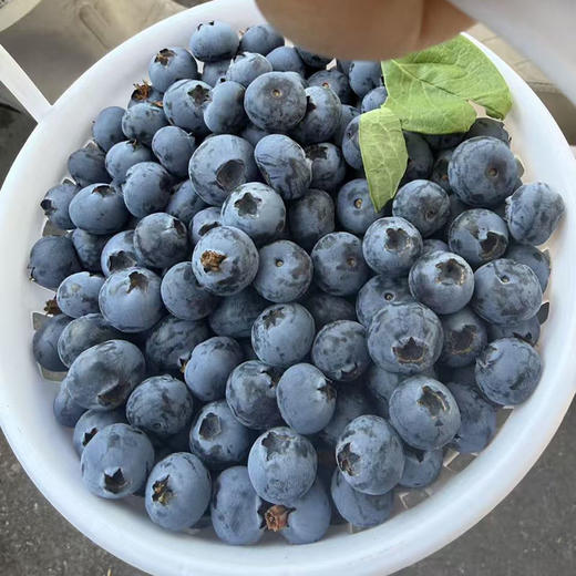 云南「花香脆蓝莓」大果18mm➕ 1kg 商品图1