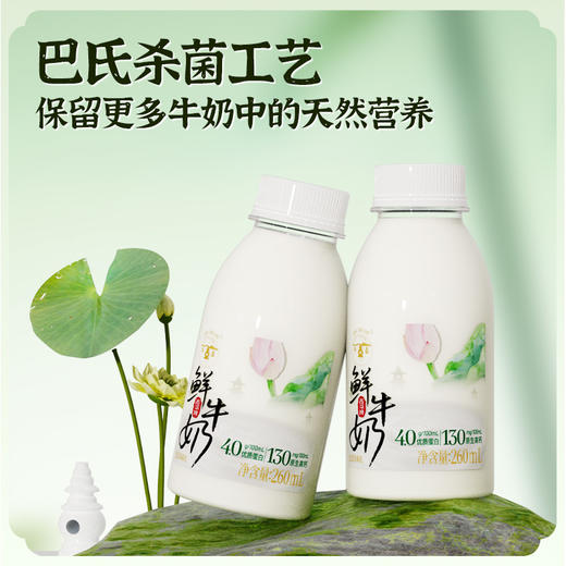 【快递直达】西湖牌高钙鲜牛奶260mL（多规格可选） 商品图6